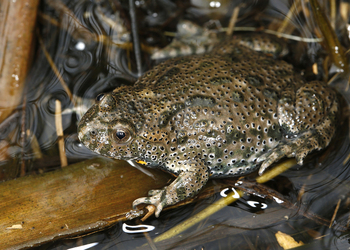 Rotbauchunke (Bombina bombina) - © Gernot Kunz